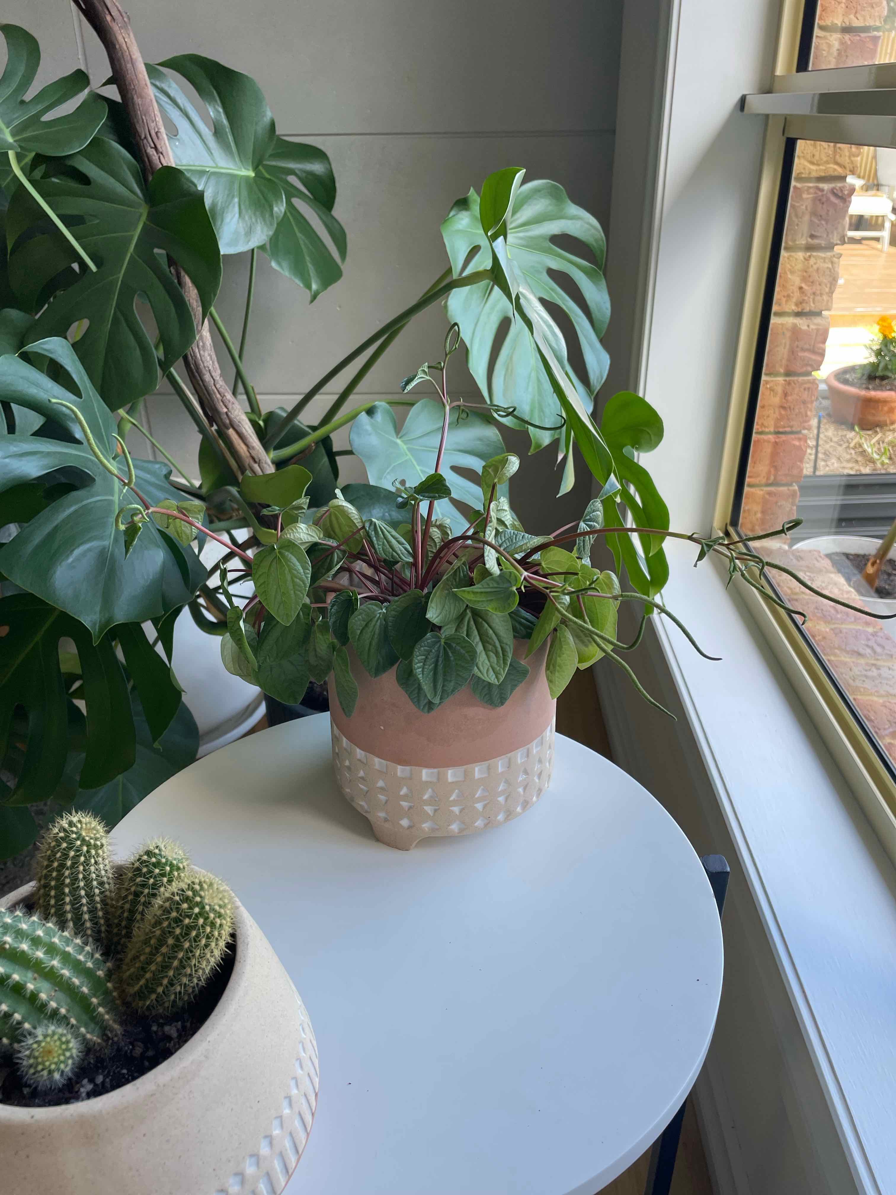 Photo of the plant species Rana Verde Peperomia by @Libbylucy named Bethany on Greg, the plant care app