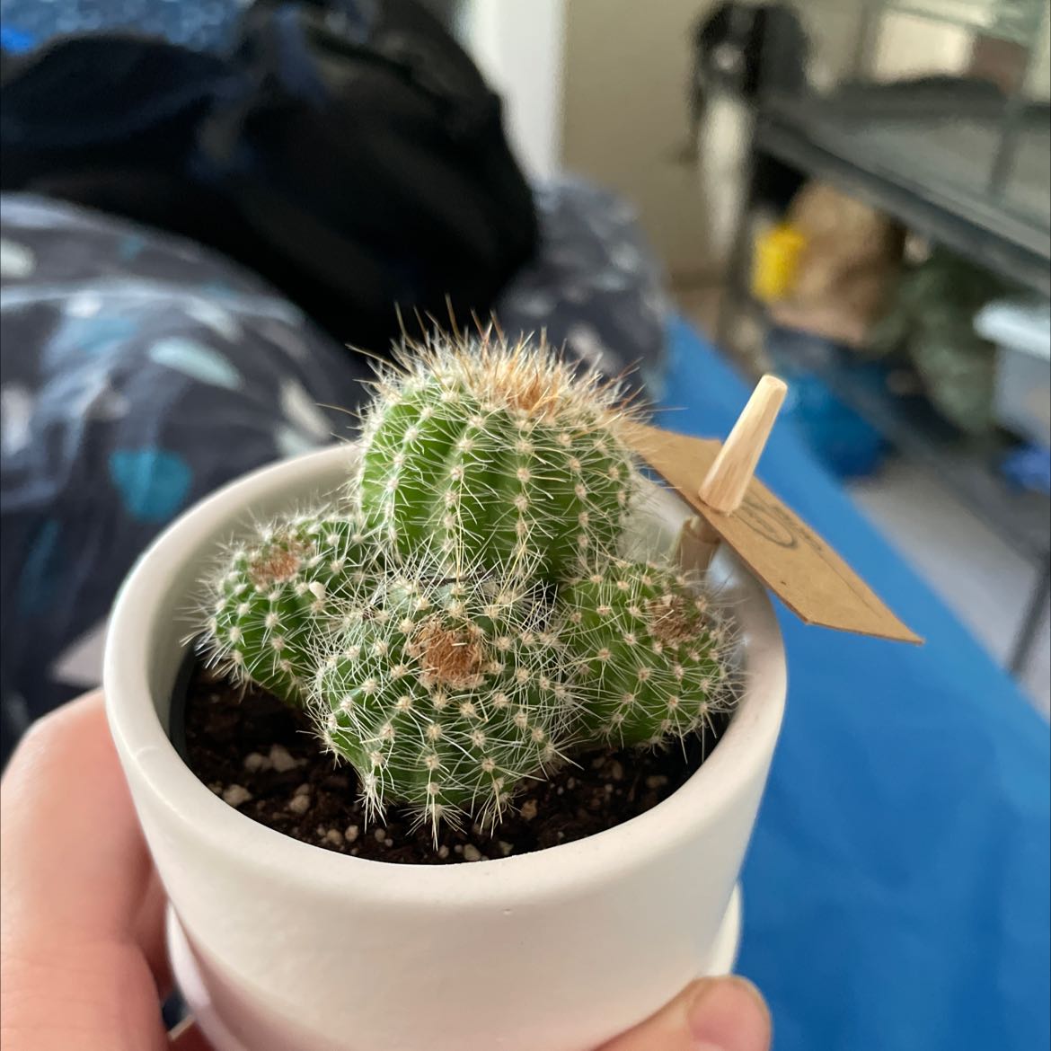 Spiny Pincushion Cactus in a white pot, held by a hand.