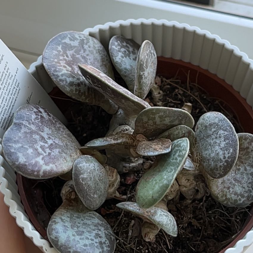 Calico Hearts plant in a pot with mottled leaves, some showing browning.