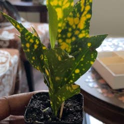 Gold Dust Croton plant