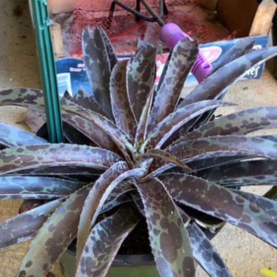 Photo of the plant species Mangave Spotty Dotty by @HandyNativelily named Tupot amaroot on Greg, the plant care app