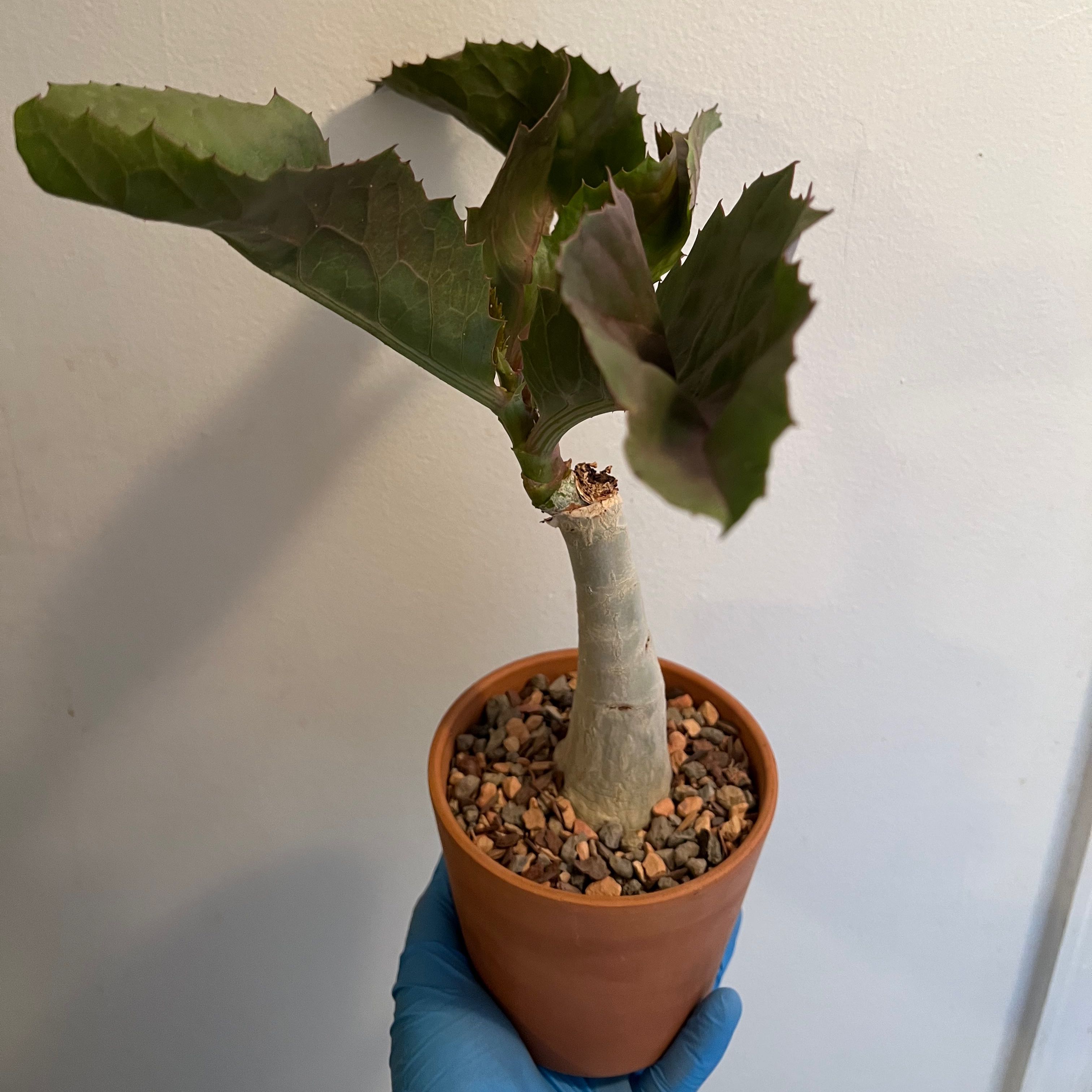 Photo of the plant species Butter Bush by @NourishedBonsai named da Vinci on Greg, the plant care app