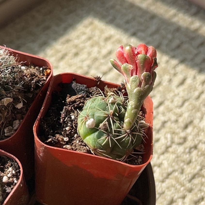 A small cactus, The Glory of Texas, with a red flower bud in a pot.