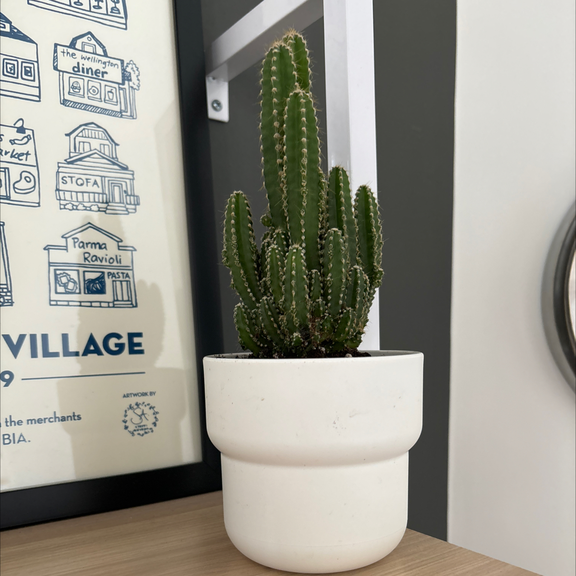 Fairy Castle Cactus in a white pot, healthy and well-framed.