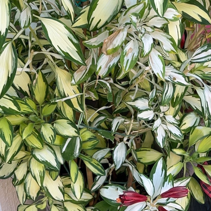 Variegated Peruvian-Lily plant with some browning leaves.