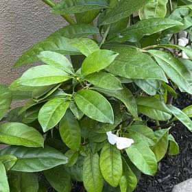 Photo of the plant species Brunfelsia by @RulerPalafoxia named Sahara on Greg, the plant care app
