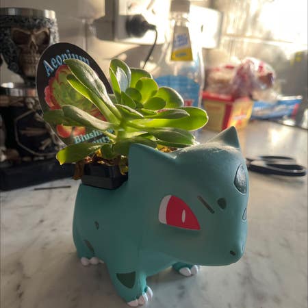 Photo of the plant species Blushing Aeonium by Crustypandaa named Bulbasaur on Greg, the plant care app