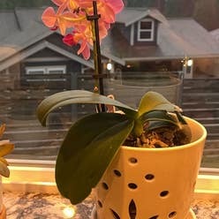 Phalaenopsis Orchid plant