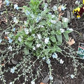 Photo of the plant species Broadleaf Forget-Me-Not by @DedicatedEncina named Xena on Greg, the plant care app