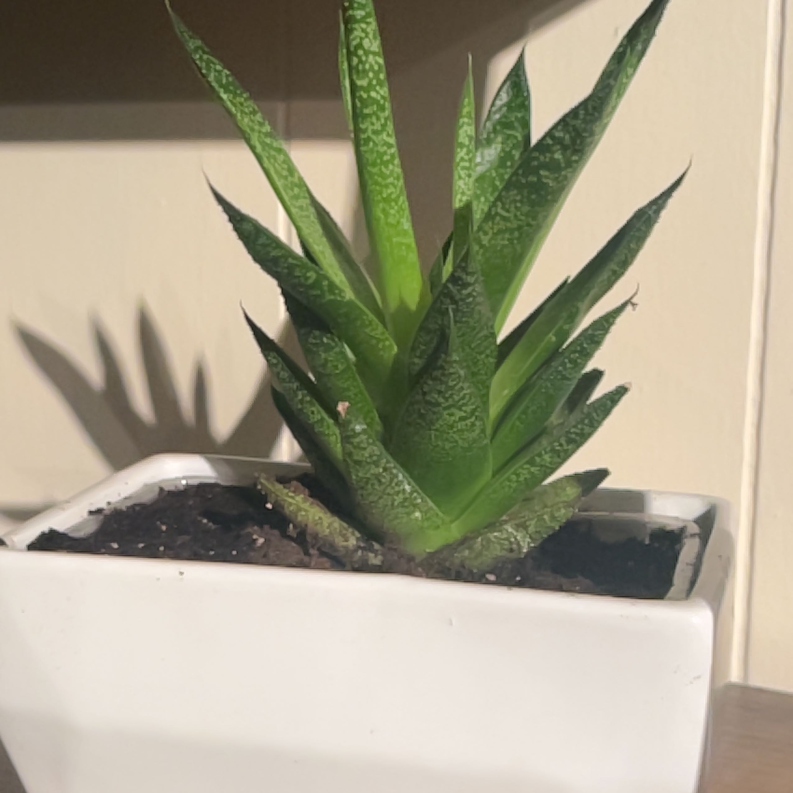 Healthy Bredasdorp Gasteria plant in a white pot with speckled green leaves.