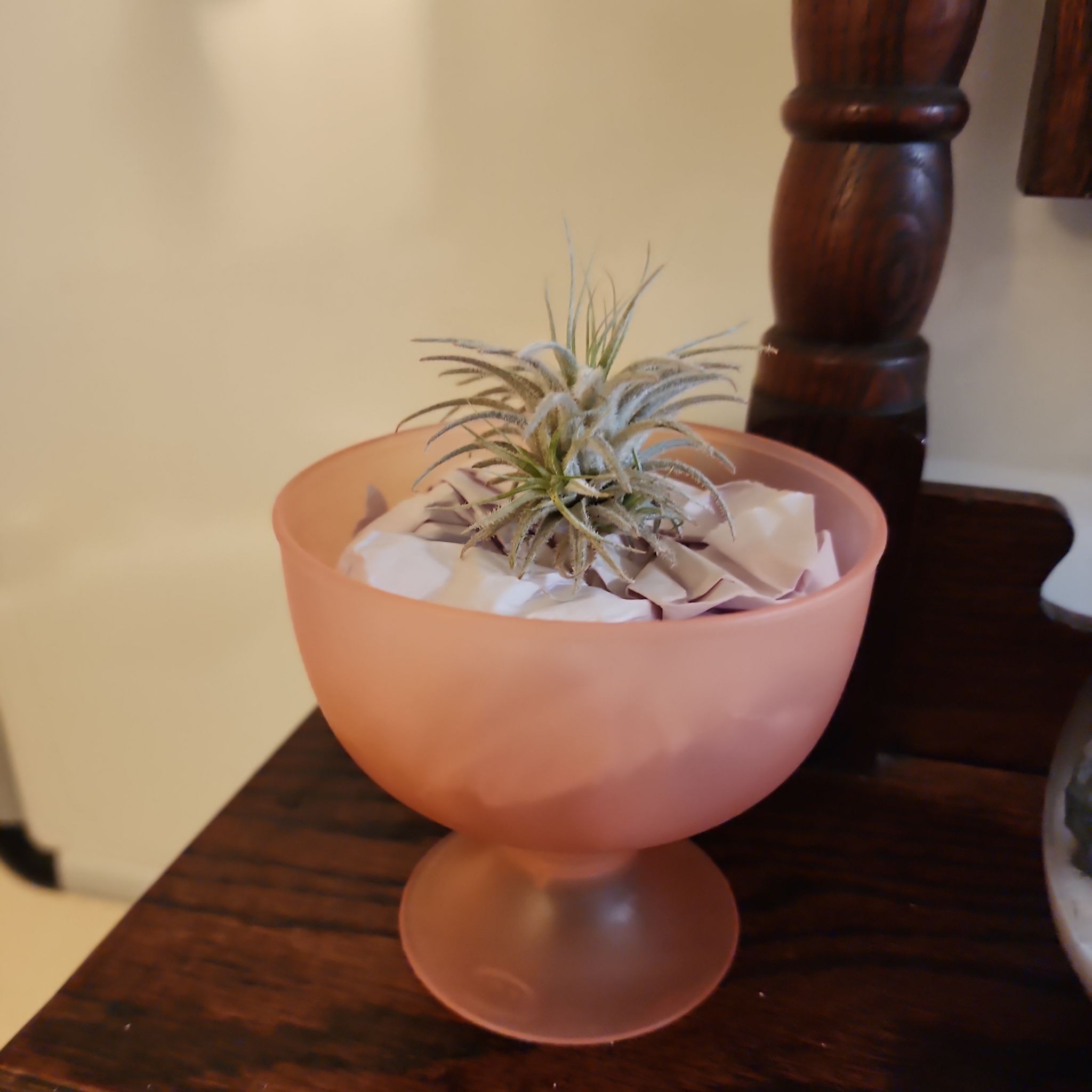 Photo of the plant species Snowball Air Plant by @nottadesu named Jelly on Greg, the plant care app