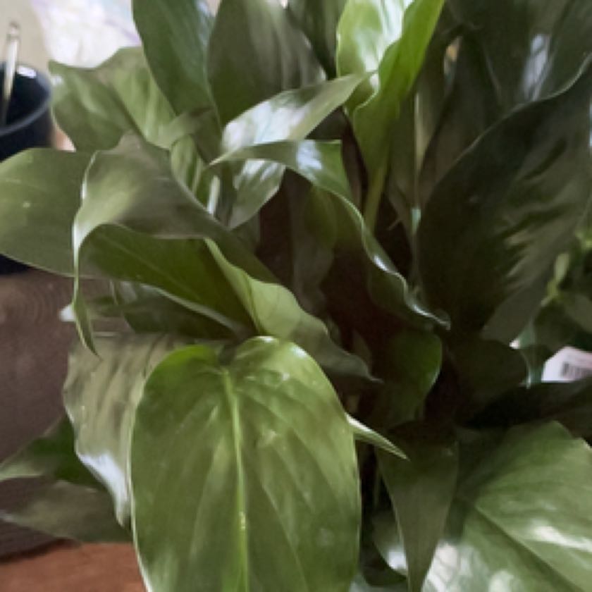 Photo of the plant species Peace Lily by @GuruPepper named McKinley on Greg, the plant care app