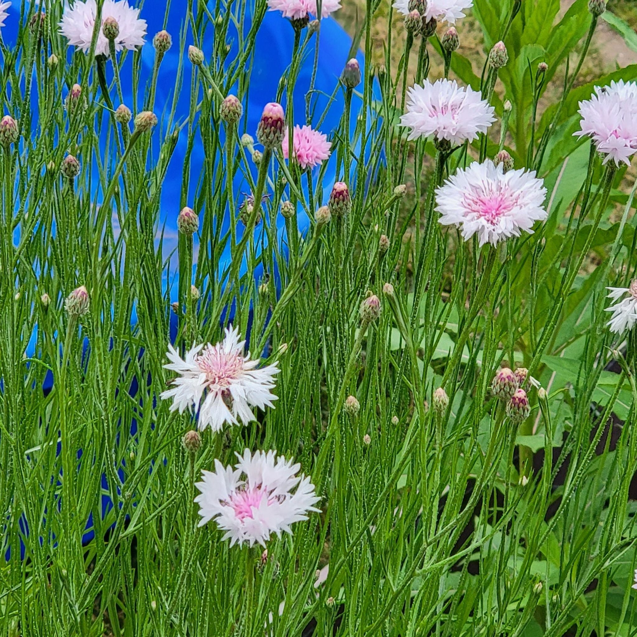 ️ How and When Should I Cut Back My Cornflower?