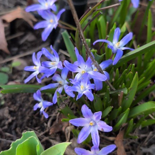 Photo of the plant species Scilla Forbesii by @LikableFord named Fernie Mercury on Greg, the plant care app