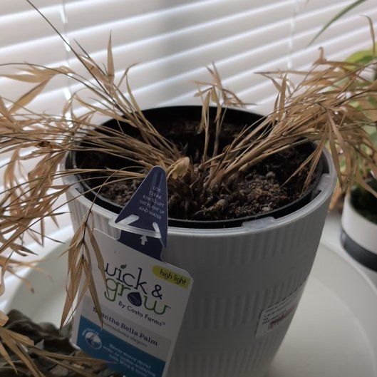 Photo of the plant species neantha bella palm by @LikableFord named Walt on Greg, the plant care app