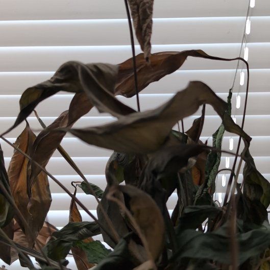 Photo of the plant species Peace Lilly by @LikableFord named Harmony on Greg, the plant care app