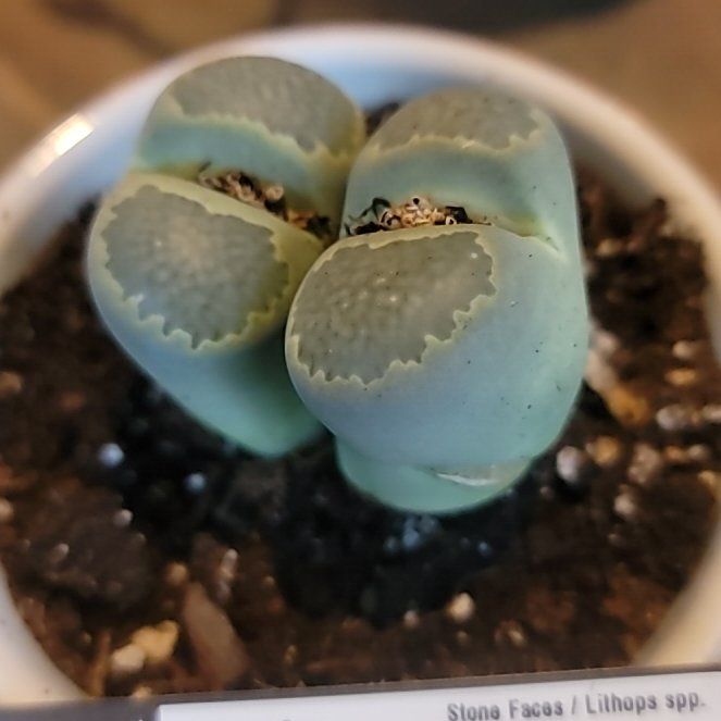 Photo of the plant species Stone Faces by @GemSeadragon named Sahara on Greg, the plant care app