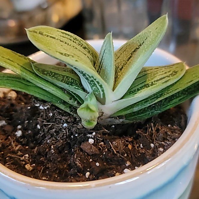 Photo of the plant species Aloinopsis luckhoffii by @GemSeadragon named Sol on Greg, the plant care app