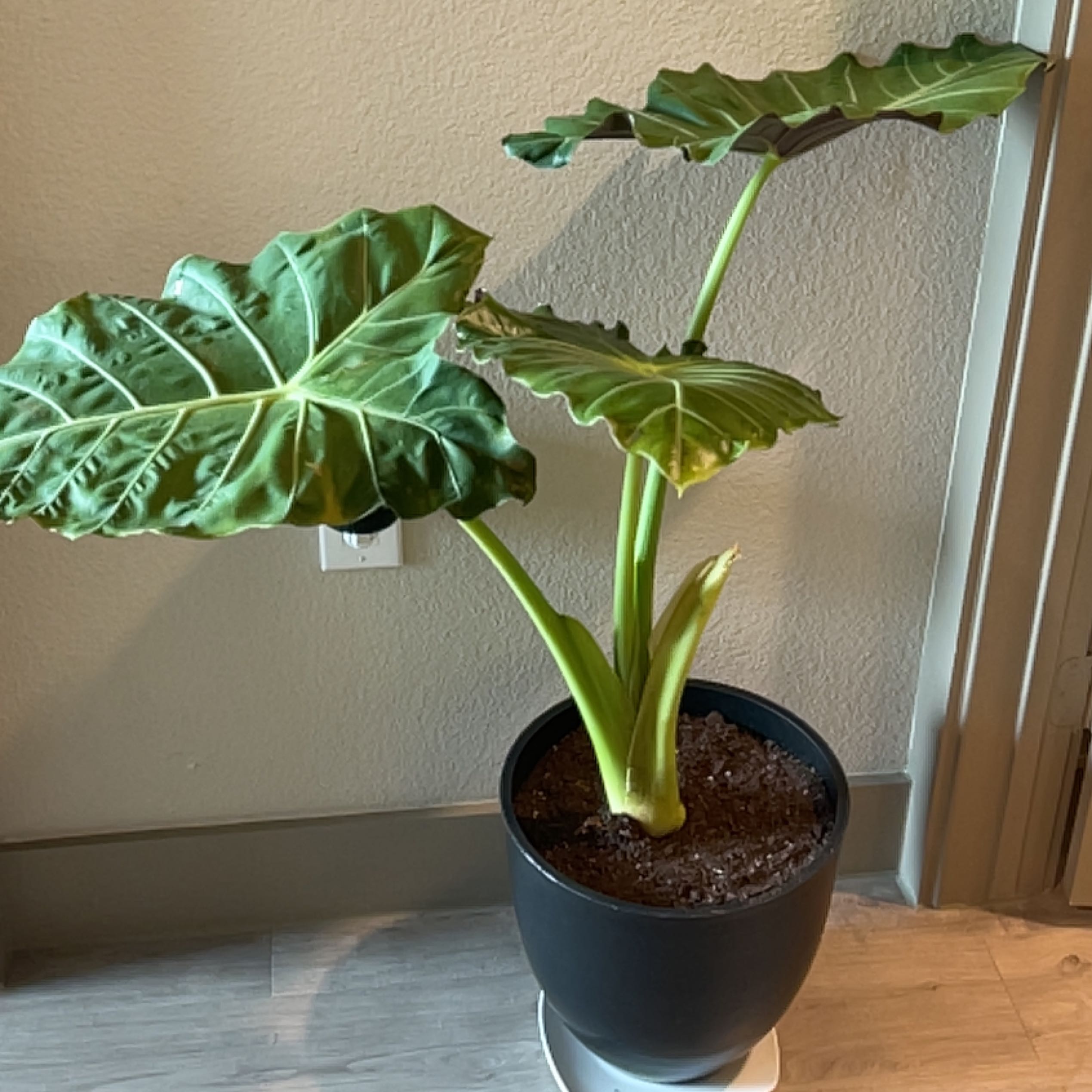 Photo of the plant species Elephant Ear by @BrotherlyLippia named Elle on Greg, the plant care app