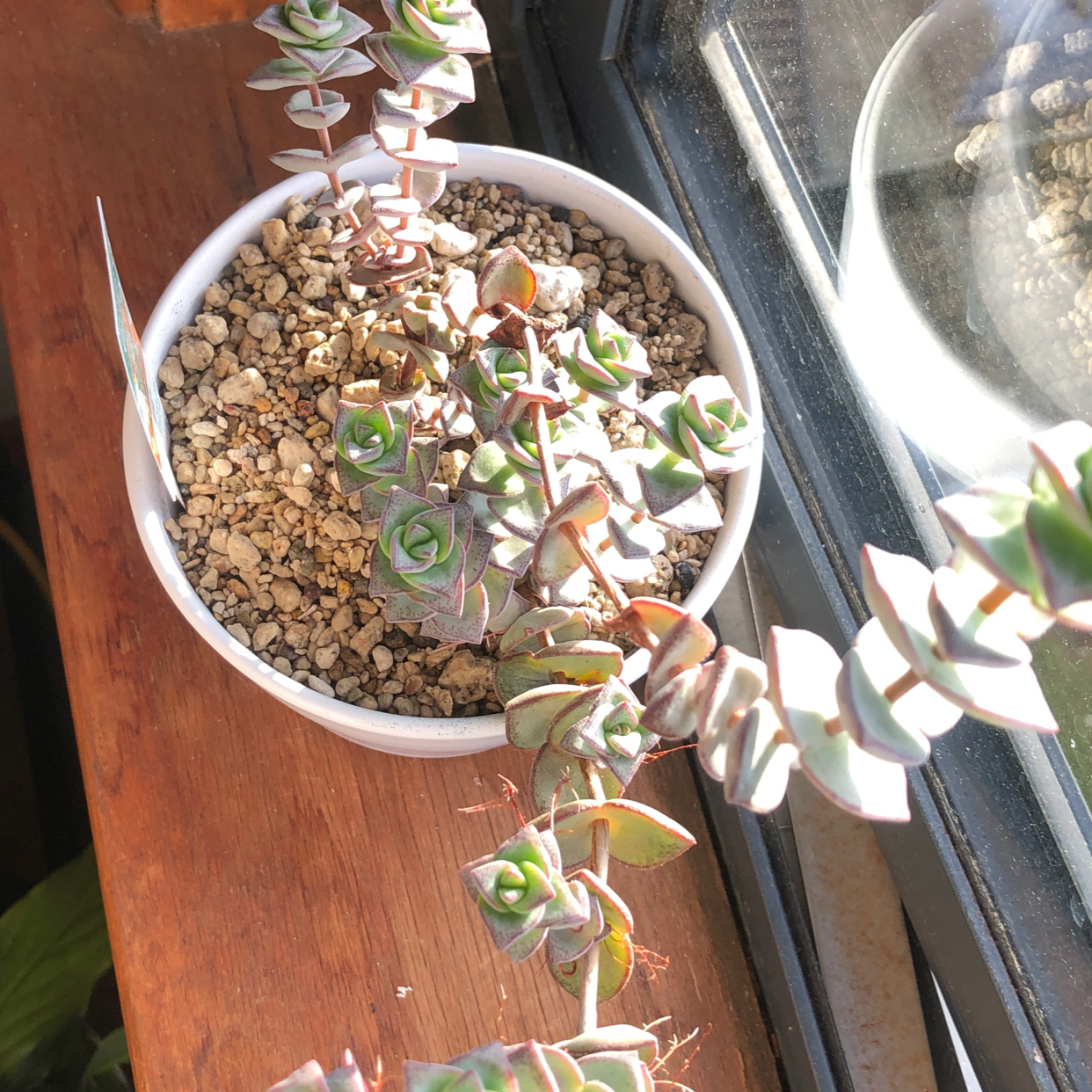 A healthy variegated Crassula pellucida succulent plant with heart-shaped leaves in shades of green and pink, growing in a white pot with pebbles.