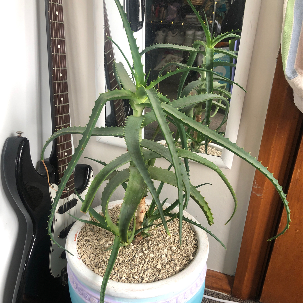 Candelabra Aloe plant in a pot with well-draining soil, healthy green leaves.