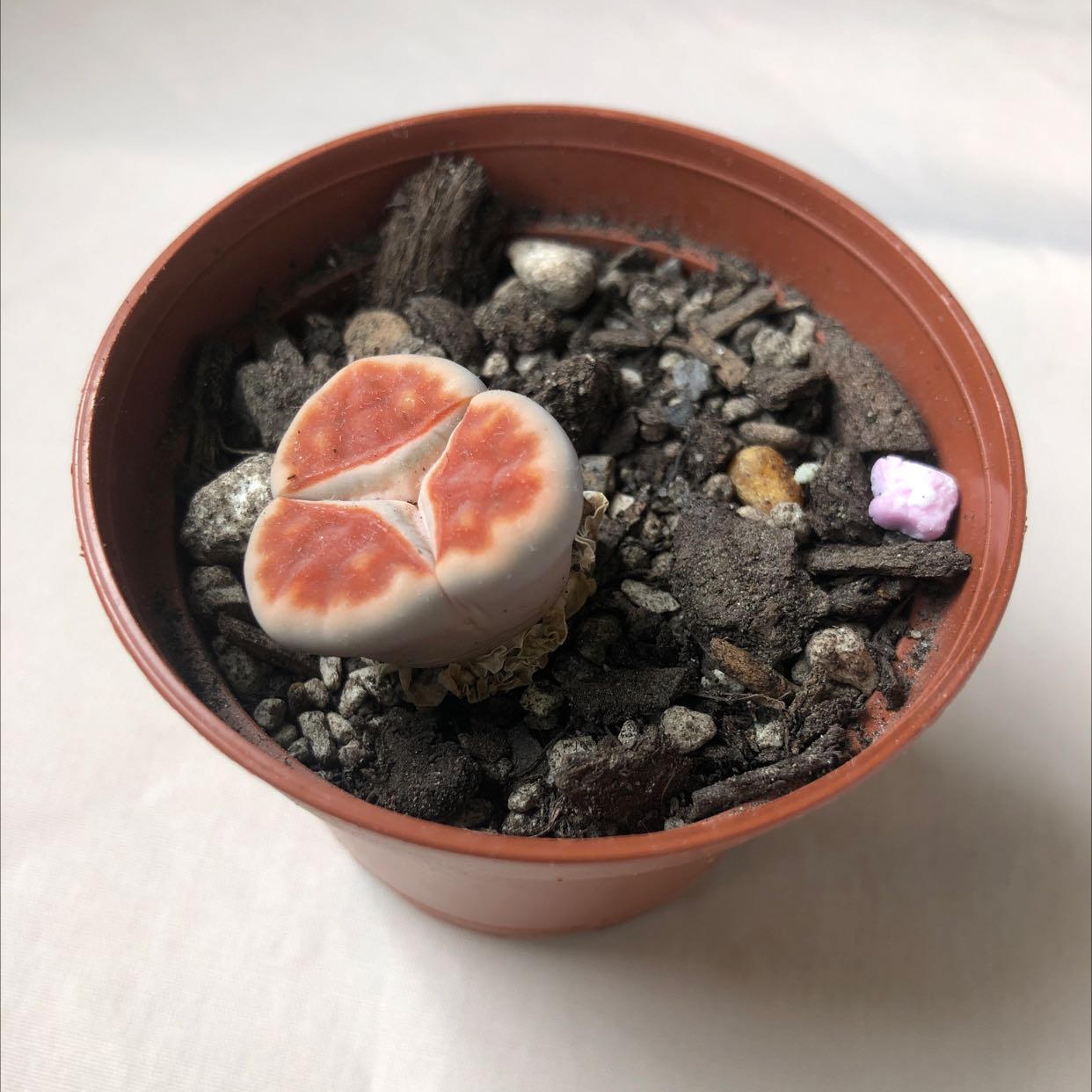 Lithops bromfieldii plant in a small pot with rocky soil, appearing healthy.