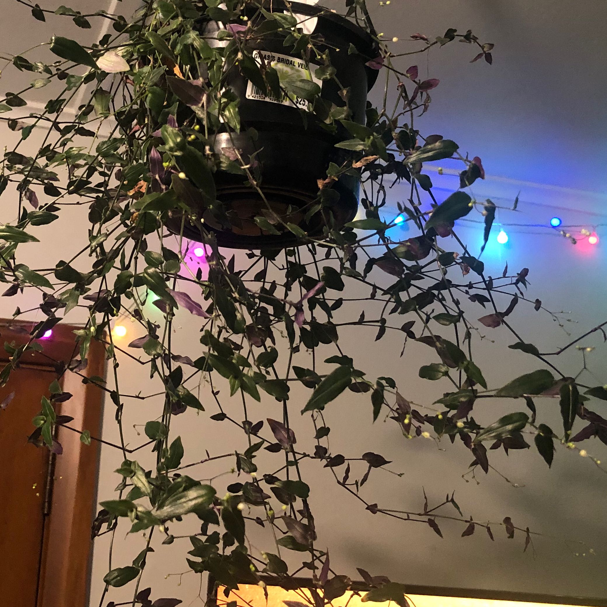 Hanging Tahitian Bridal Veil plant with trailing stems and small leaves indoors.