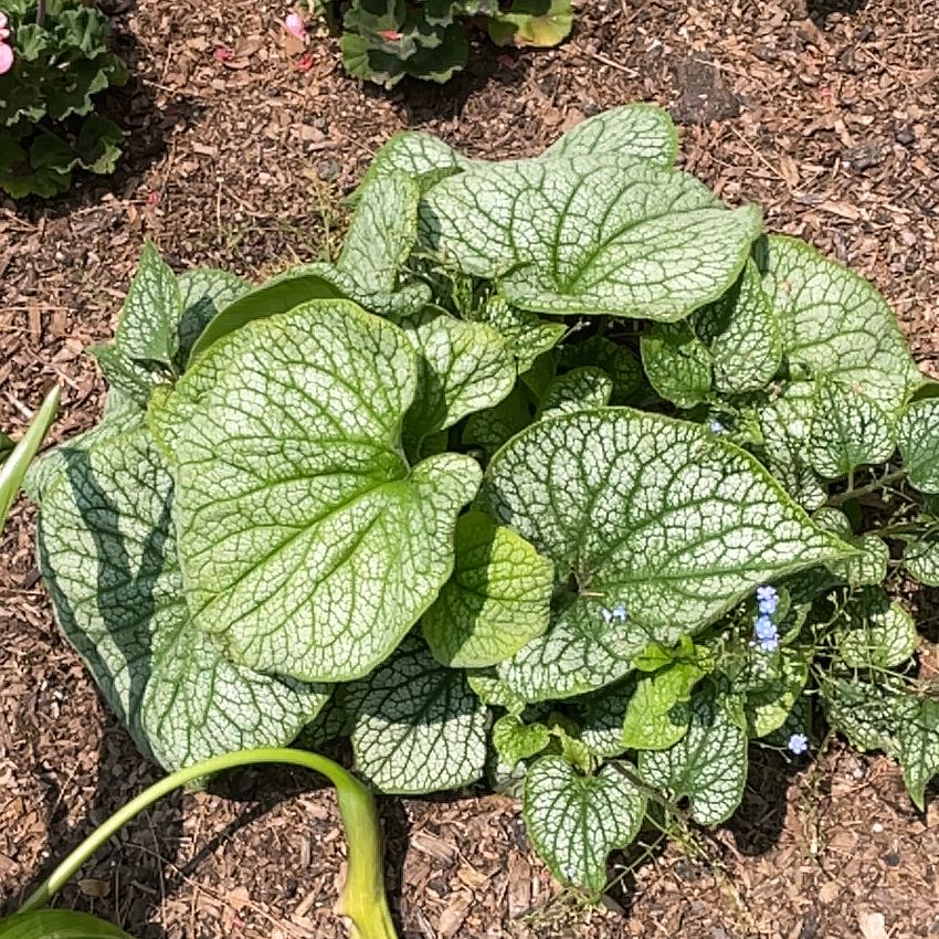 false Forget-Me-Not plant with large green leaves and white veining, visible soil.