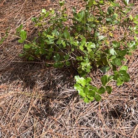 Photo of the plant species Bearberry by @HeroineChichipe named Foxxy on Greg, the plant care app
