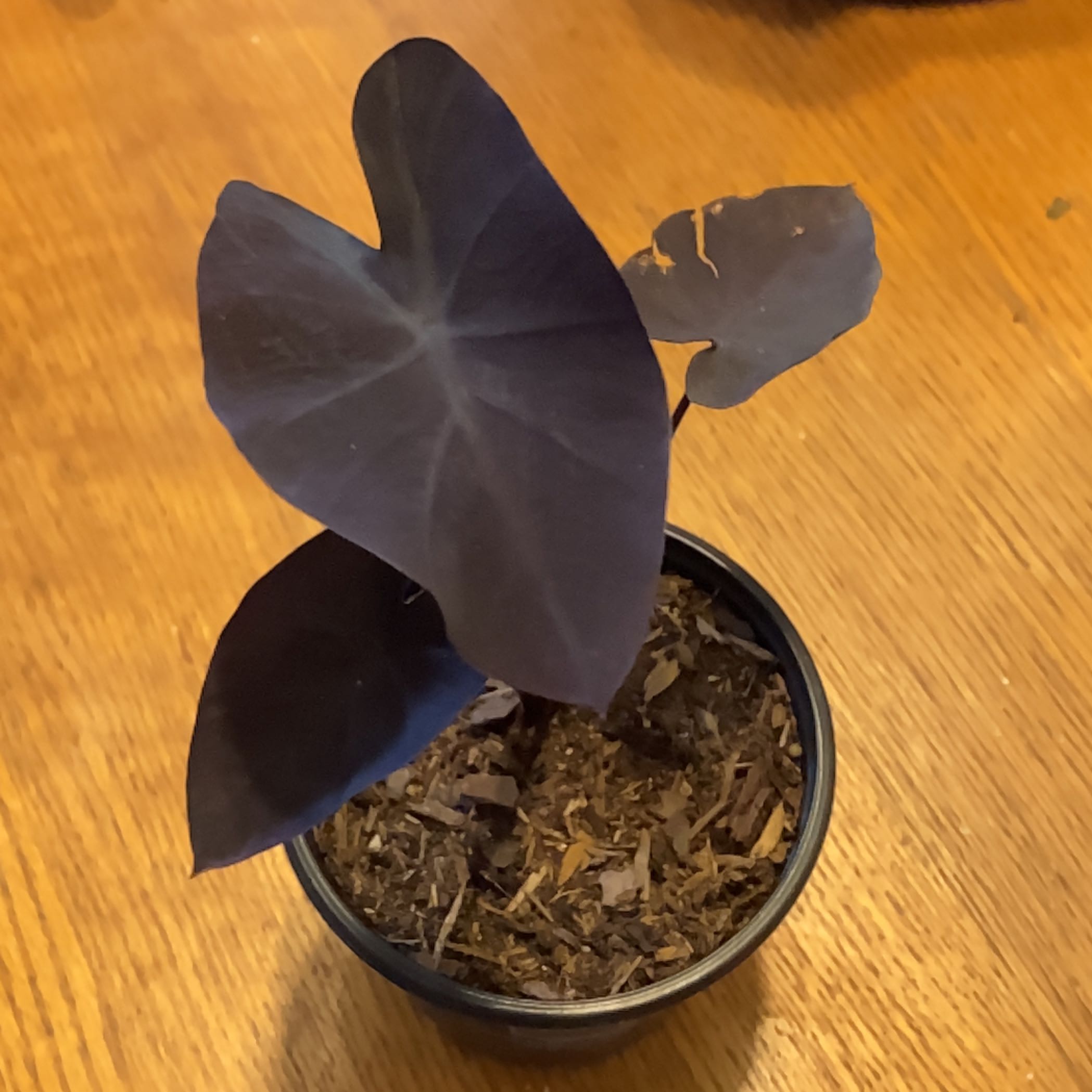 Photo of the plant species Electric Blue Gecko by @DivineCowpea named Bigleef Smalls on Greg, the plant care app