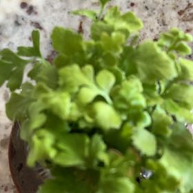 Photo of the plant species Jersey Fern by @ProperApplemint named Tolkien on Greg, the plant care app