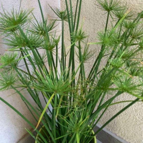 Photo of the plant species Cyperus Alternifolius by @PiquantCattleya named Sonora on Greg, the plant care app