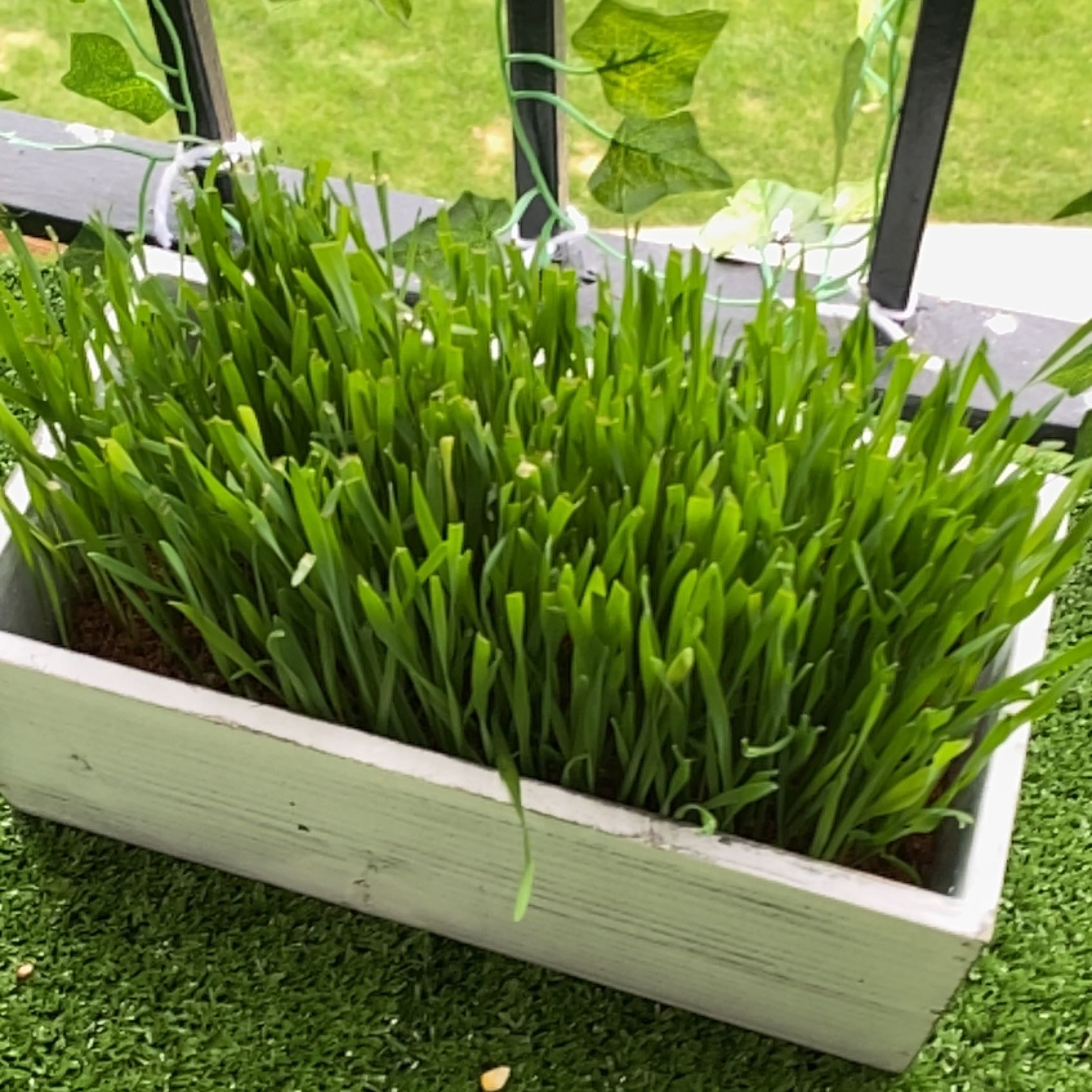 Photo of the plant species Crested Wheatgrass by @FastCattleya named Queen on Greg, the plant care app