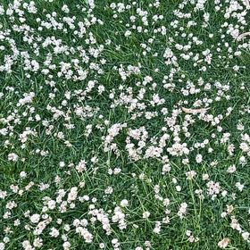 Photo of the plant species Creeping Baby's-Breath by @ElderCorncob named Figyonce on Greg, the plant care app