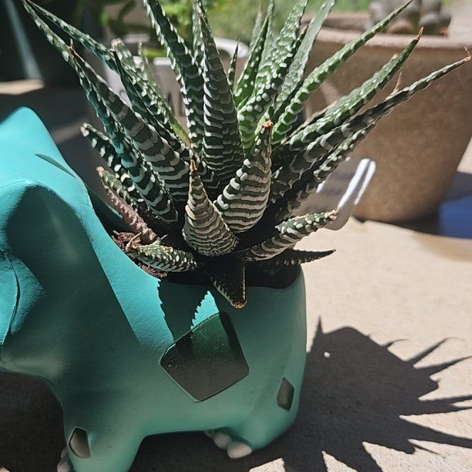 Photo of the plant species Haworthia 'Big Band' by @PeerlessLichen named Coco on Greg, the plant care app