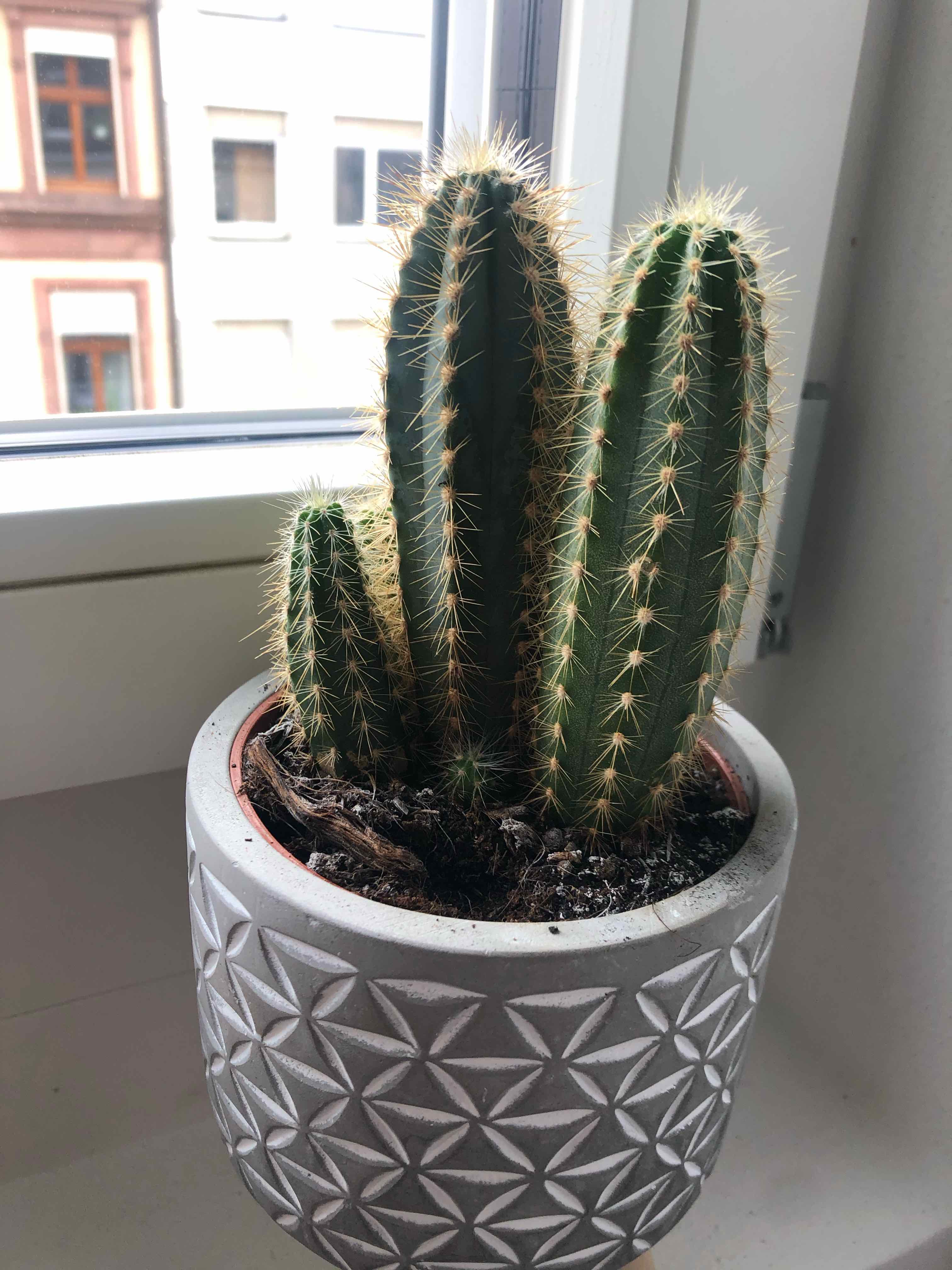 Blue Columnar Cactus in a decorative pot on a windowsill.