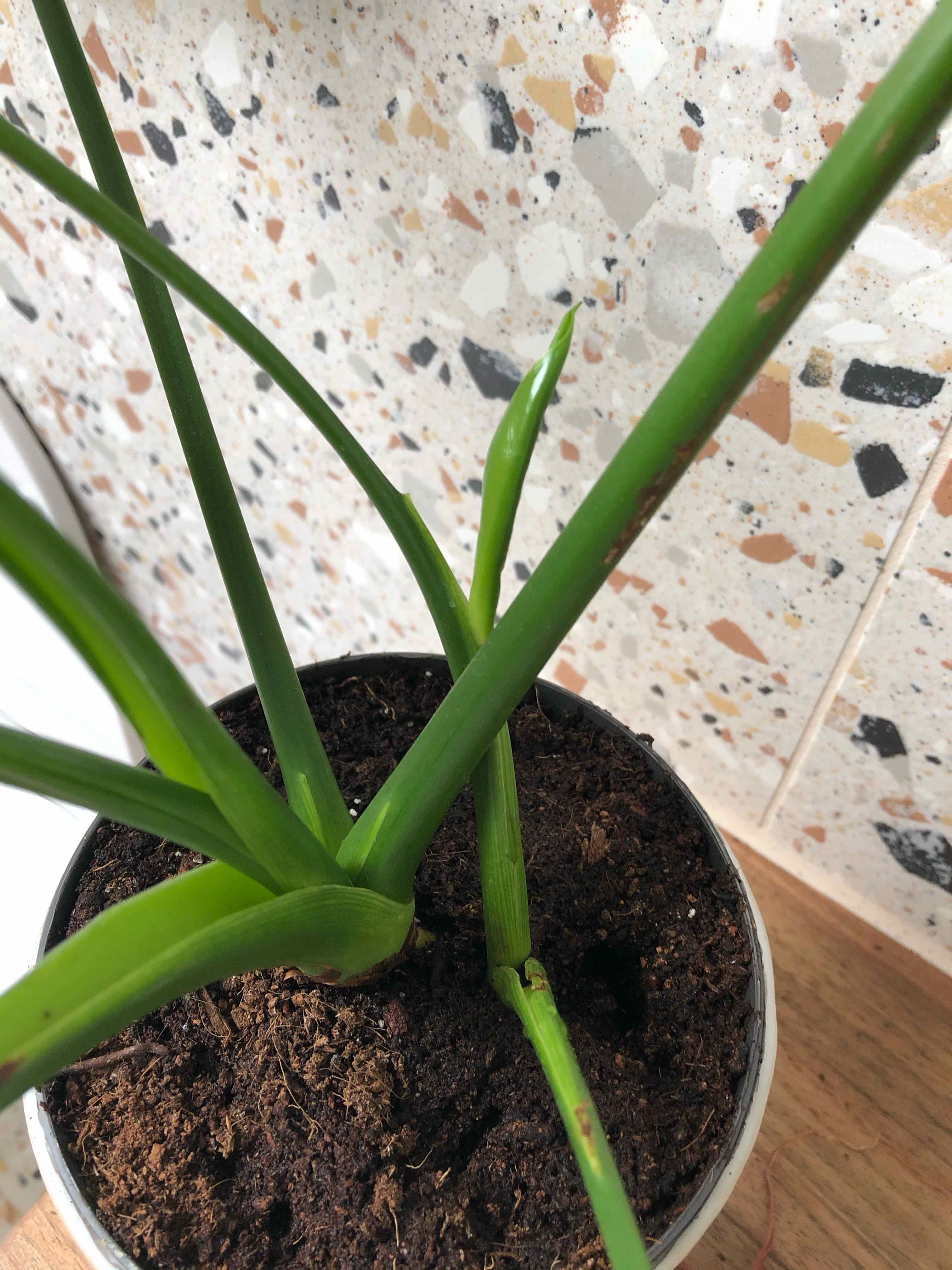 Thaumatophyllum spruceanum plant in a pot with visible soil and healthy green leaves.
