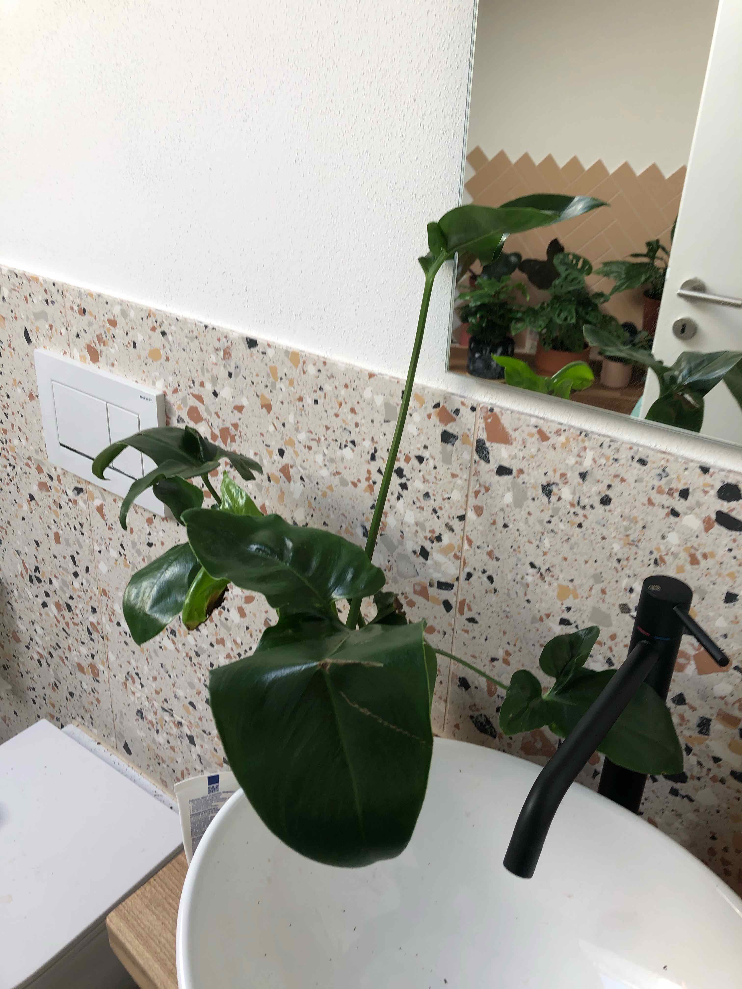 Thaumatophyllum spruceanum plant in a white sink with green leaves, tiled wall background.