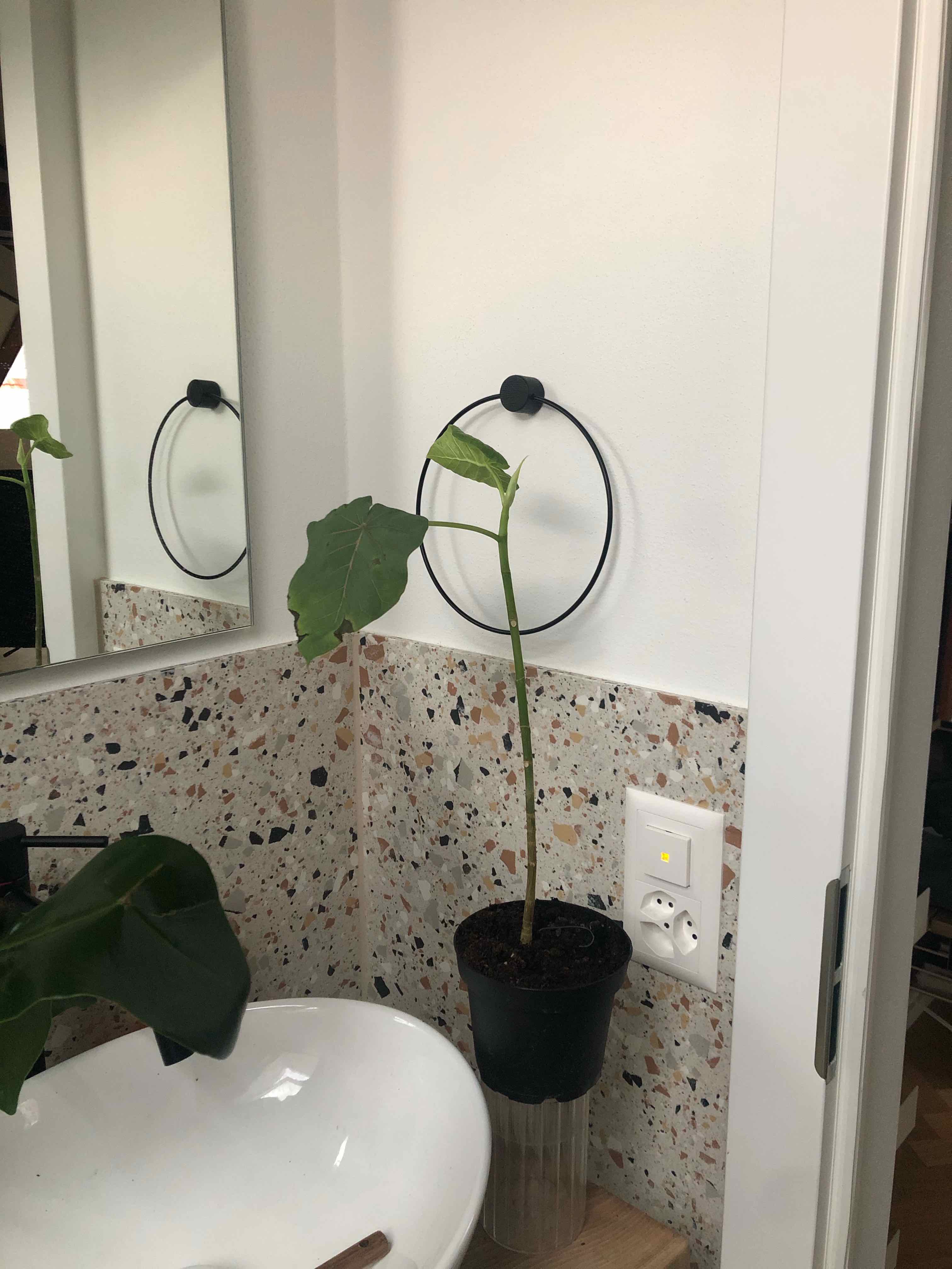 Petiolate Fig plant in a bathroom with a tall stem and yellowing leaf.