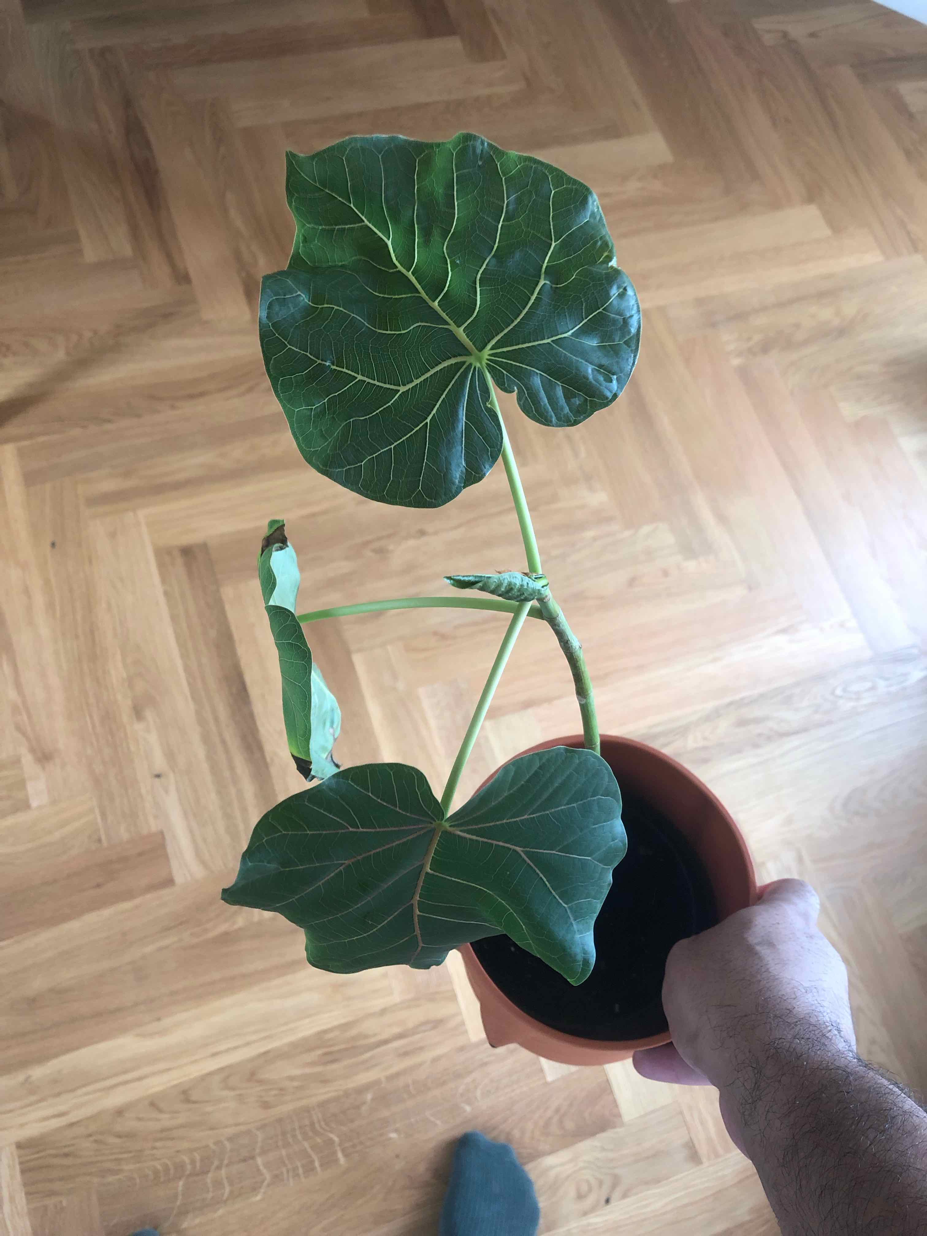 Petiolate Fig plant with large green leaves, held by a hand, soil visible.