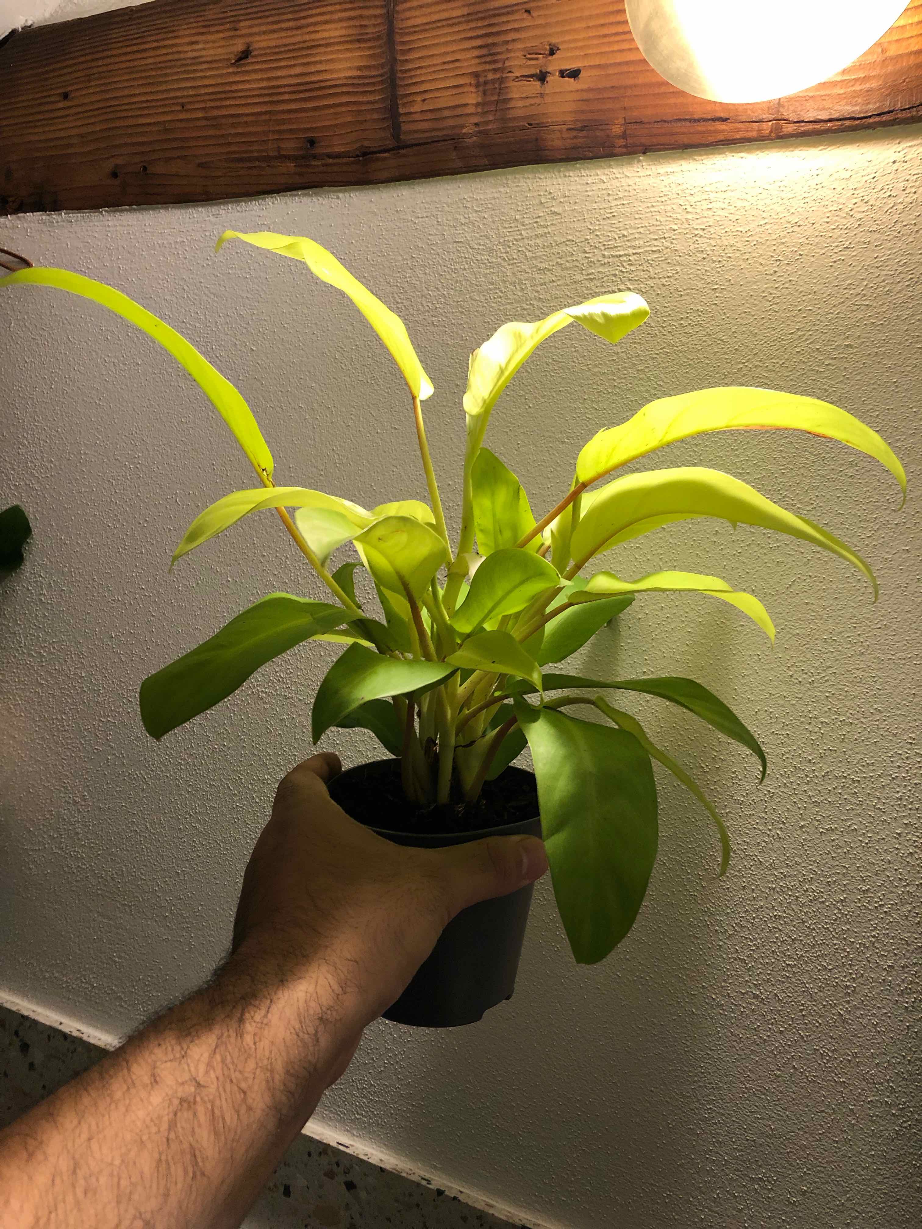 Philodendron 'Malay Gold' plant being held, vibrant green leaves, healthy appearance.