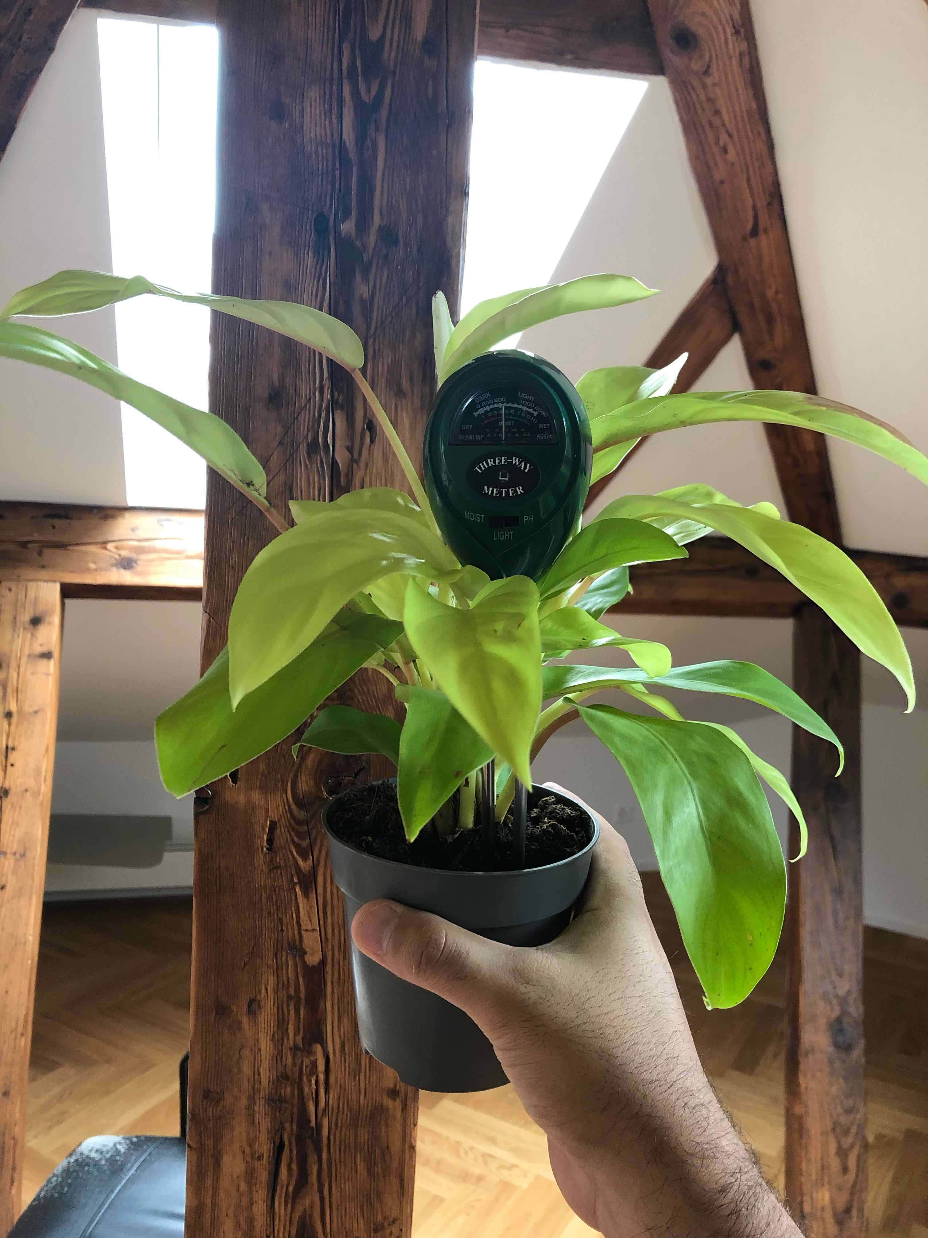 Philodendron 'Malay Gold' plant in a pot with a moisture meter, held by a hand.