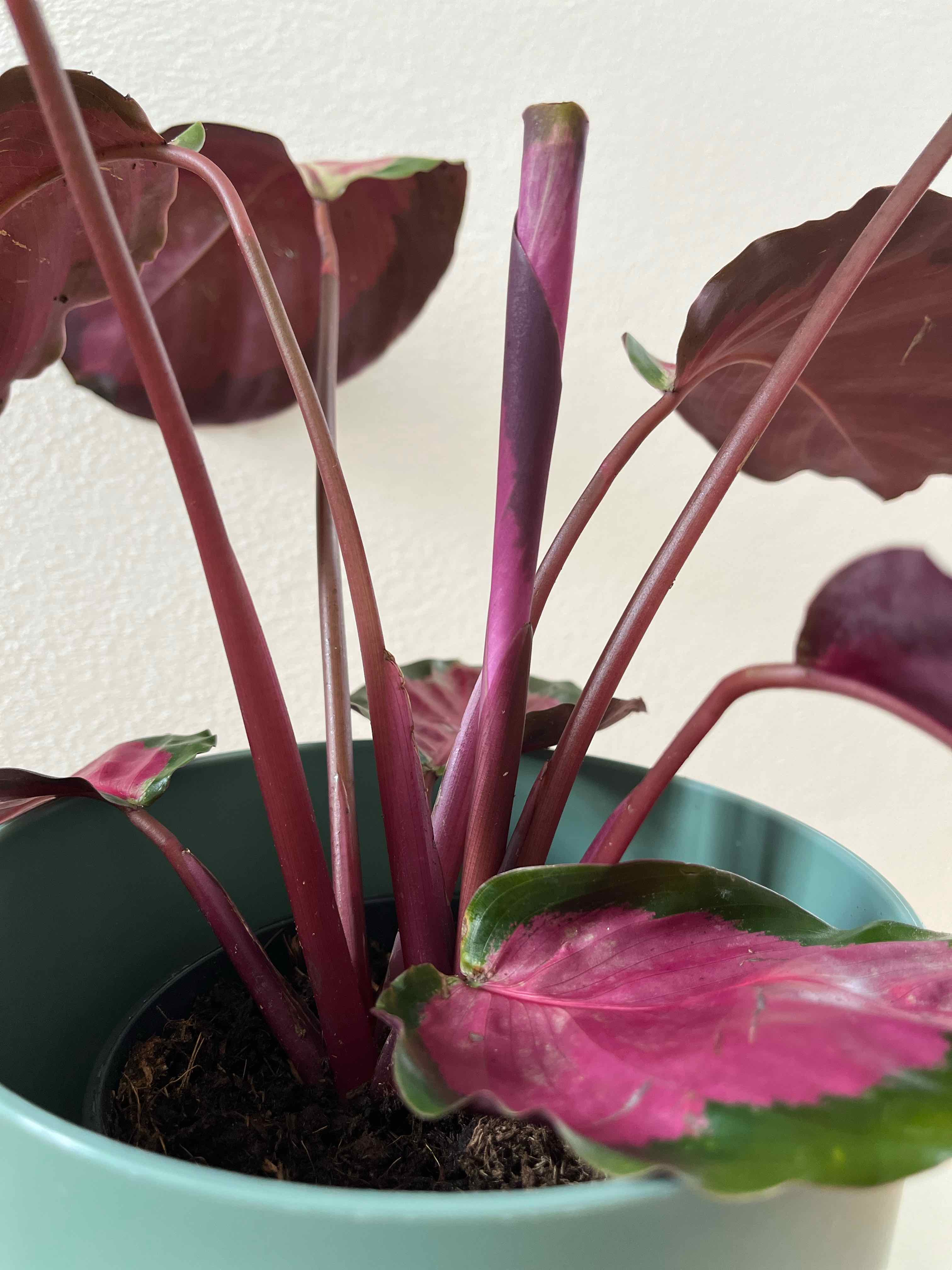 Calathea Rosy plant in a green pot with pink and green leaves.