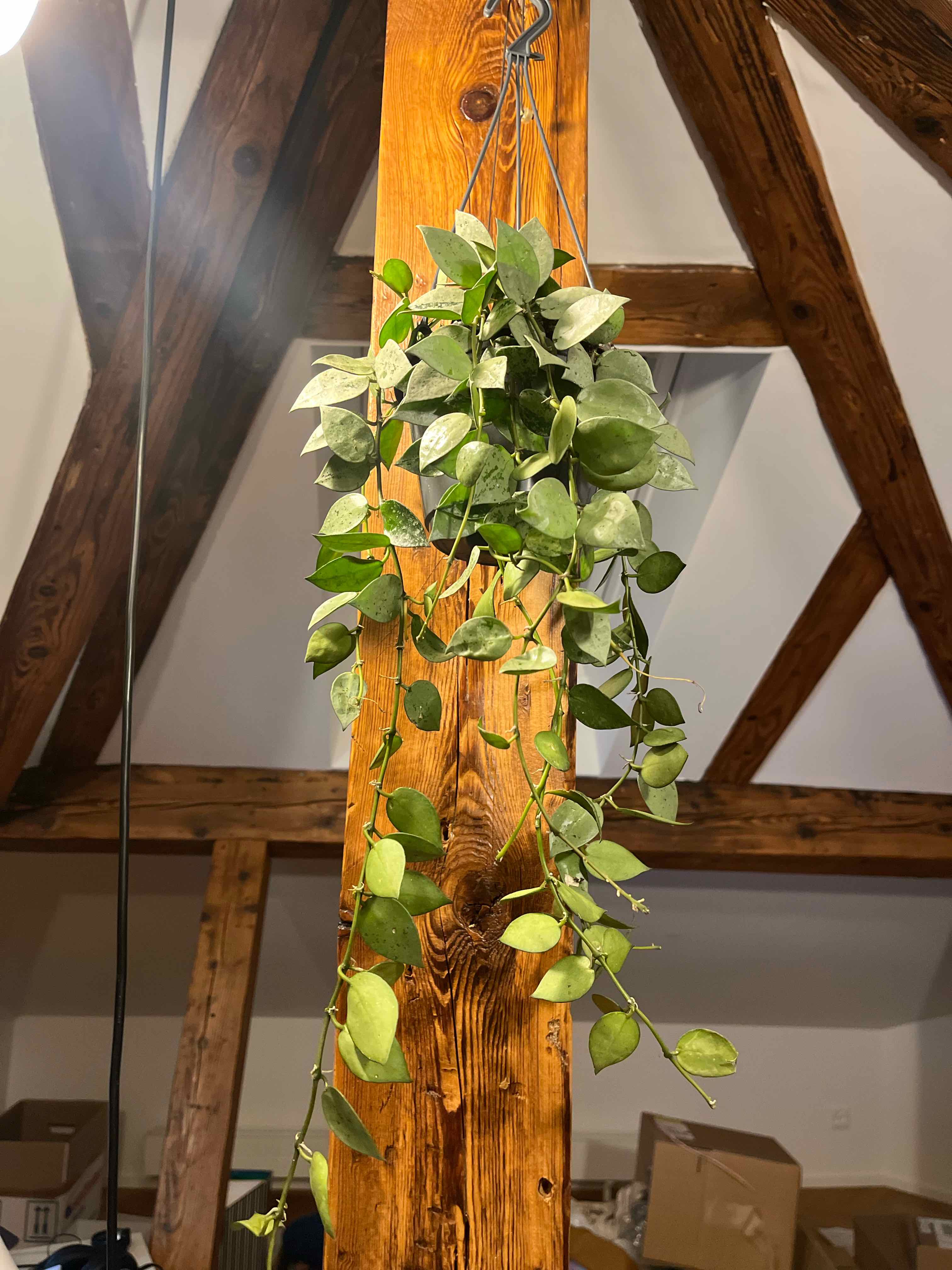 Hoya khroniana Silver Splash plant hanging indoors from a wooden beam.