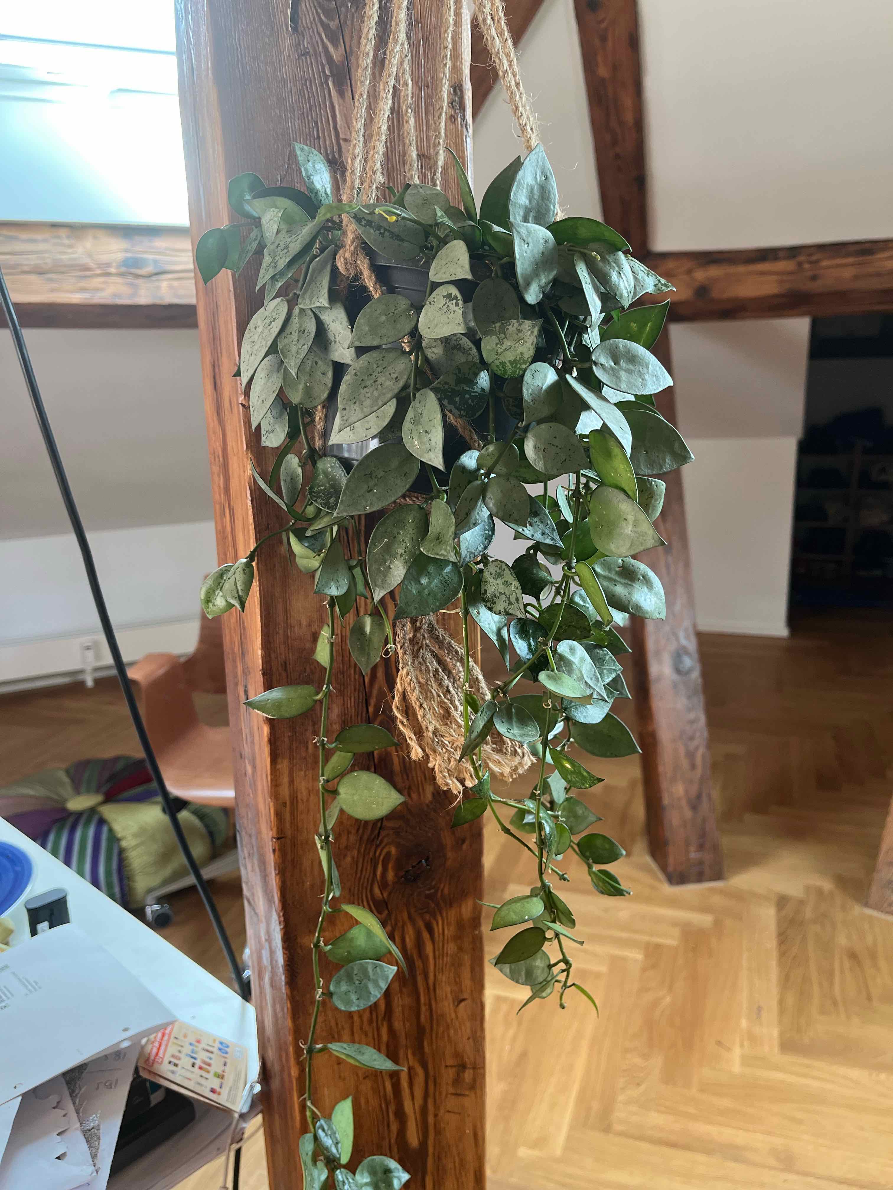 Hoya khroniana Silver Splash plant in a hanging basket, healthy with silver splash leaves.