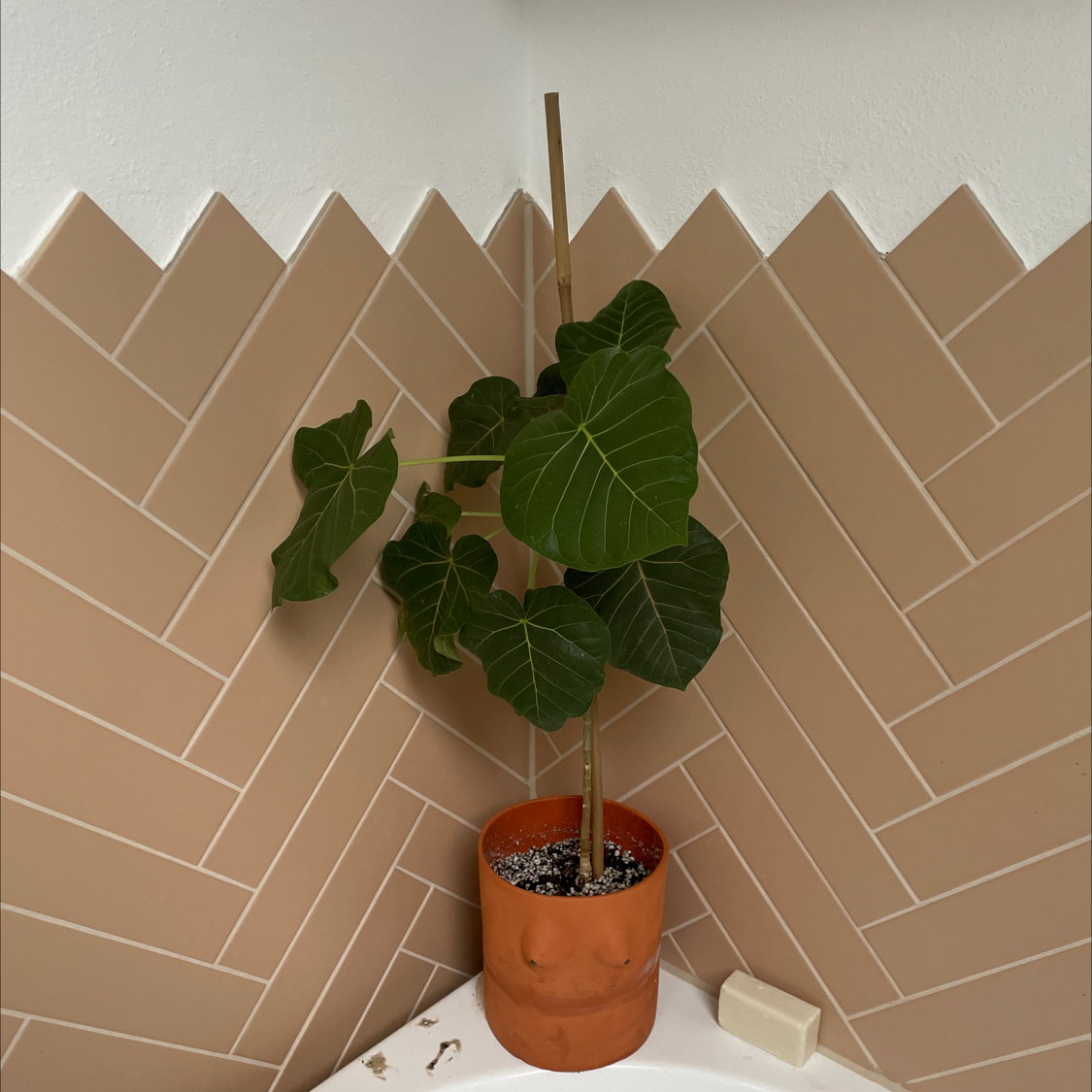 Photo of the plant species Petiolate Fig by @oscar named Felix on Greg, the plant care app