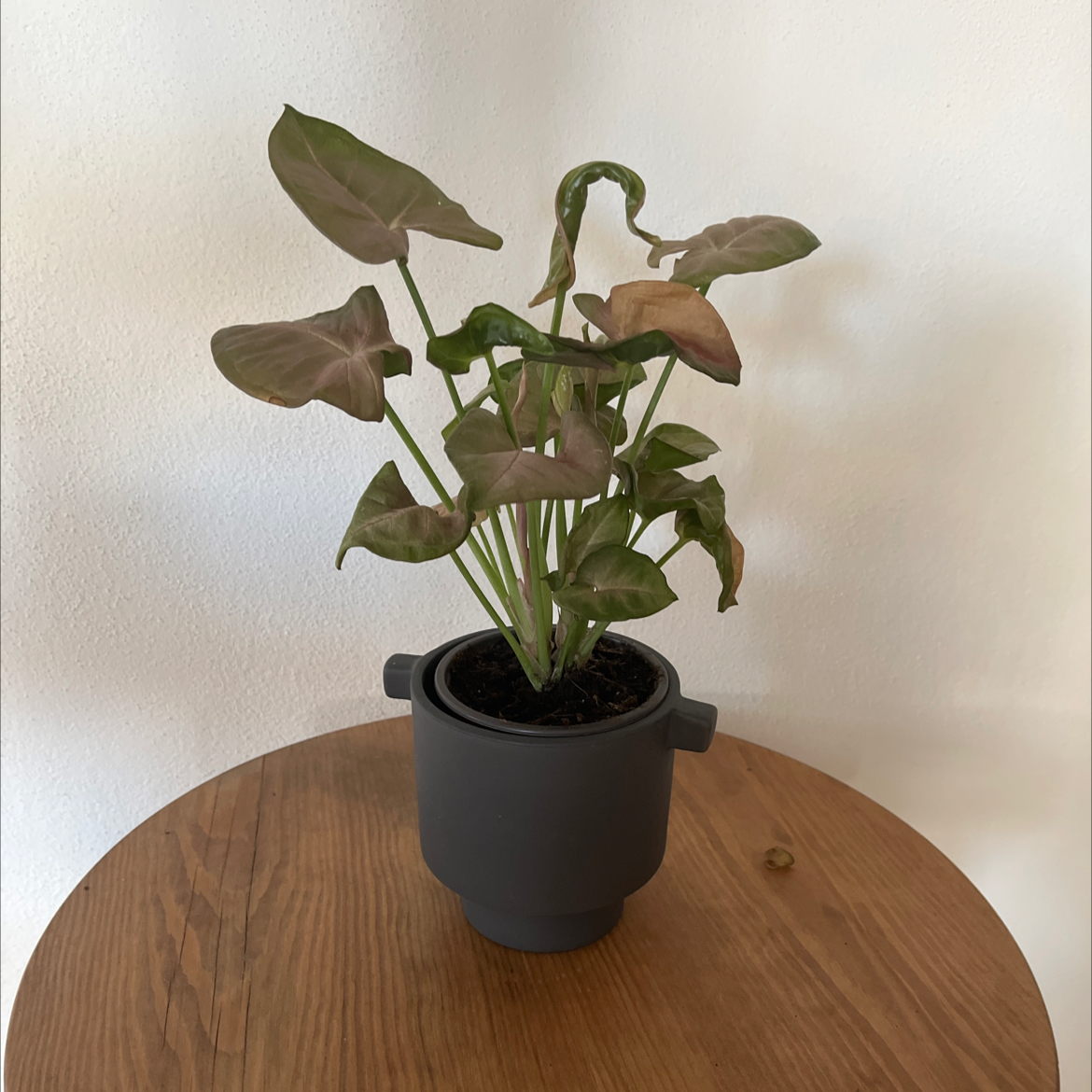 Potted Pink Arrowhead Vine with browning and curling leaves on a wooden surface.