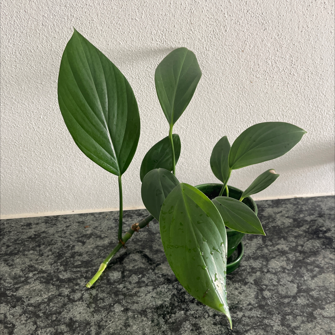 Photo of the plant species Dragon Tail Plant by @oscar named Etna on Greg, the plant care app