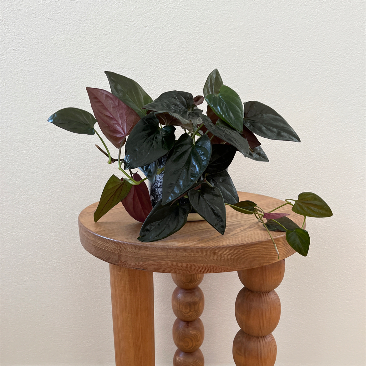 Photo of the plant species Syngonium Erythrophyllum by @oscar named Suzette on Greg, the plant care app