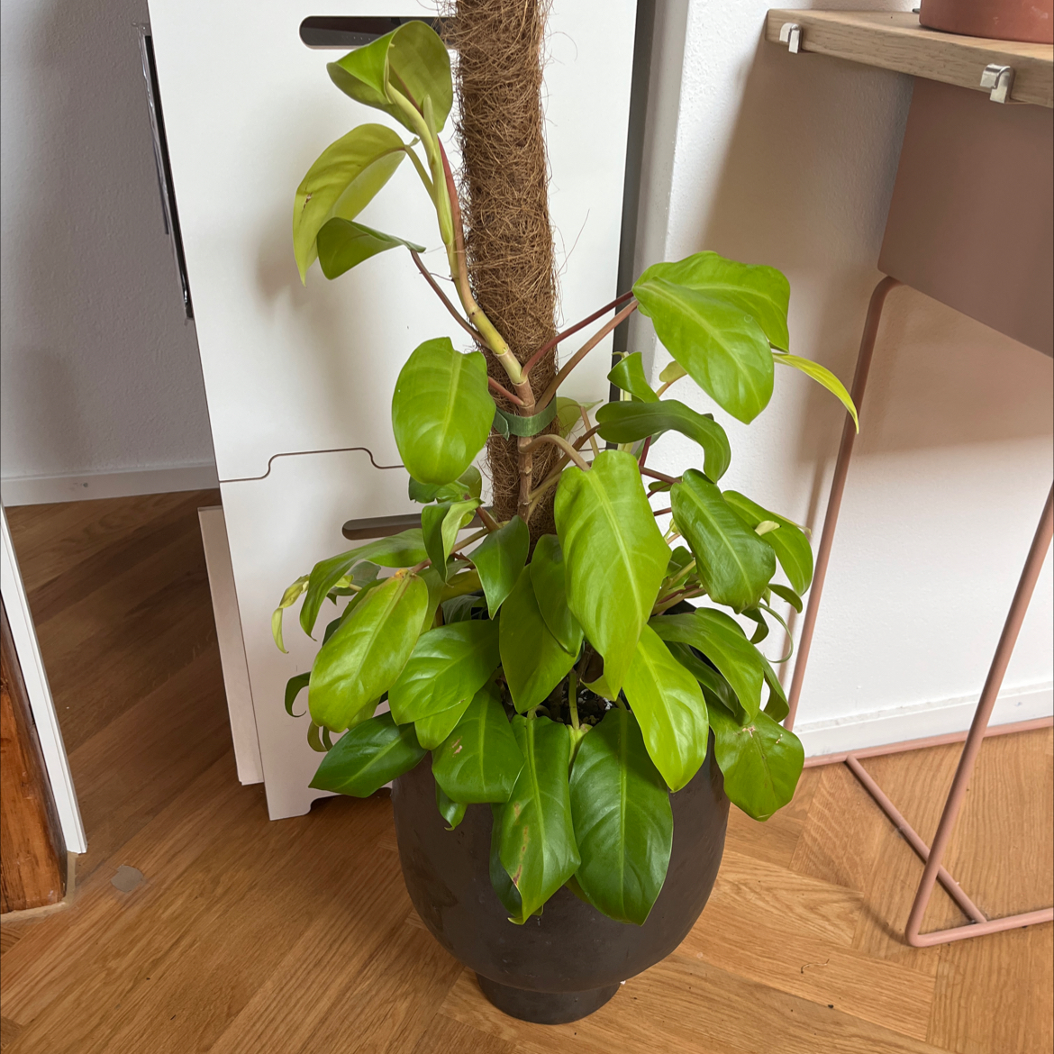 Photo of the plant species Philodendron 'Malay Gold' by @oscar named Pera on Greg, the plant care app